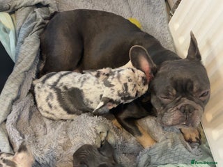 French Bulldog dogs French bull dog puppie - Advert 18