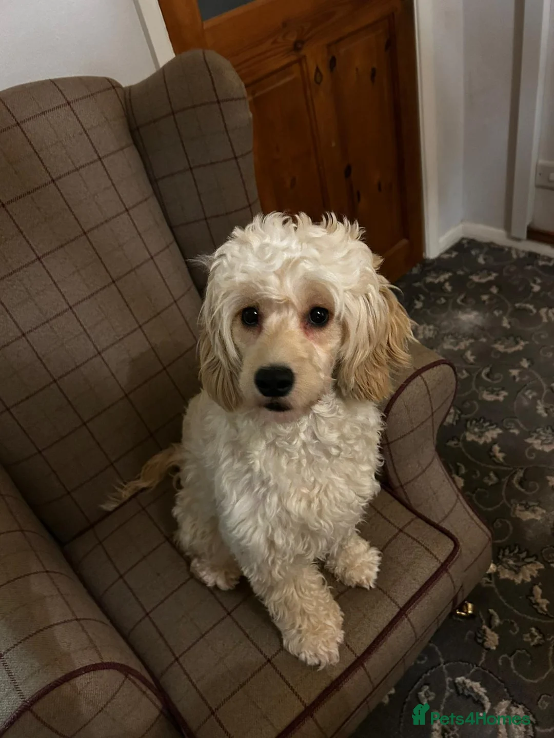 Cockapoo dogs for sale: Stunning cream girl - Advert 5