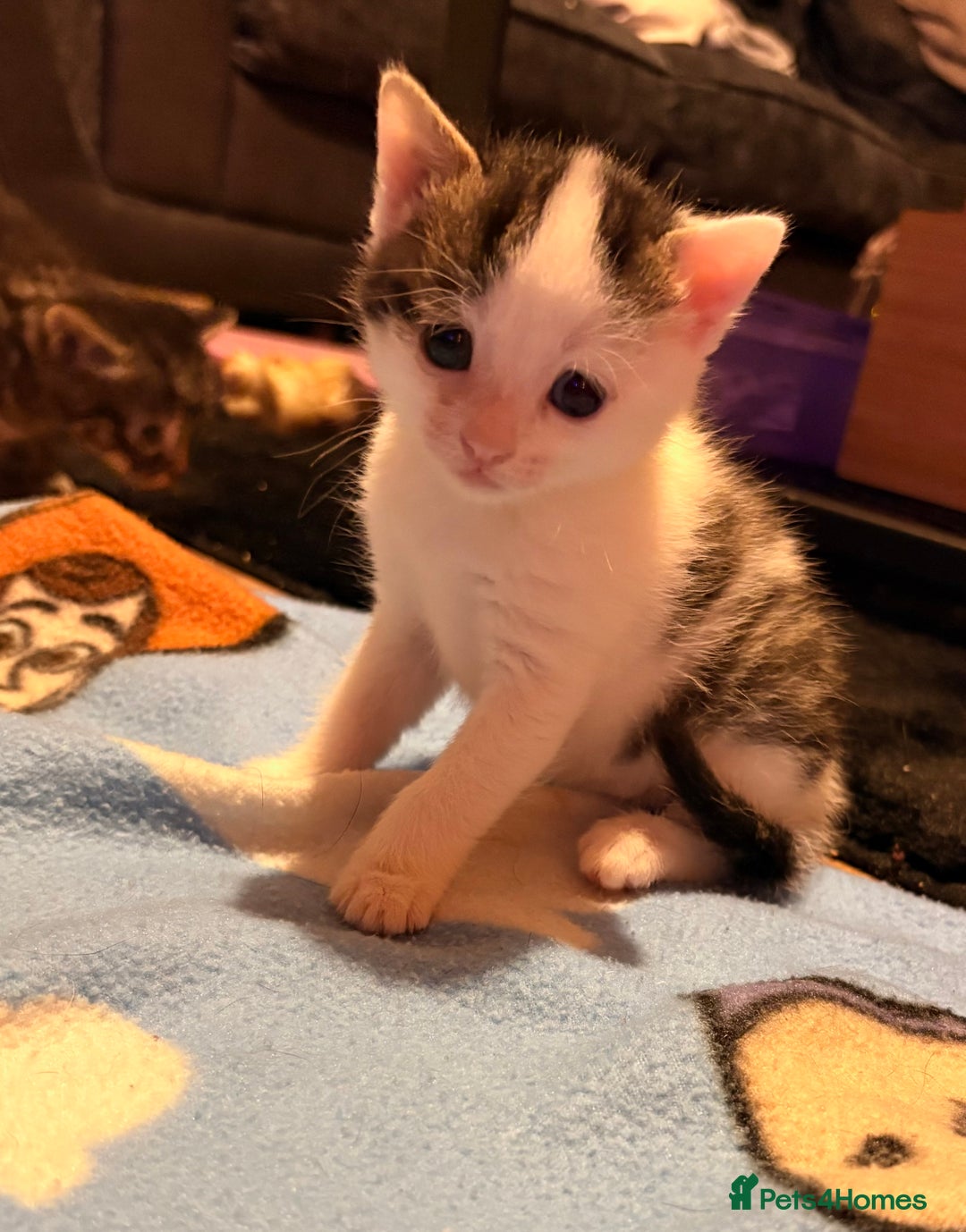 Mixed Breed cats for sale: 1 Female and 1 Male - Advert 9