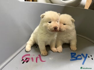 Akita dogs - Advert 5