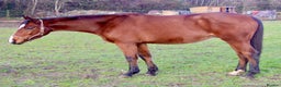 English Thoroughbred horses for sale: 15.2 unbroken project gelding  - Advert 3