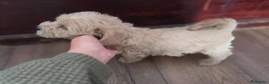 Mixed Breed Puppy 4