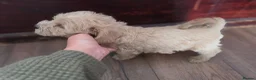 Mixed Breed dogs for sale: Cockerpoo/schnauzer - Advert 11