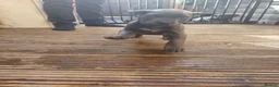 Cane Corso dogs for sale: Cane Corso Puppies for sale  in Hull - Advert 3