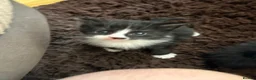 Mixed Breed cats for sale: Beautiful Kittens for forever homes  - Advert 7