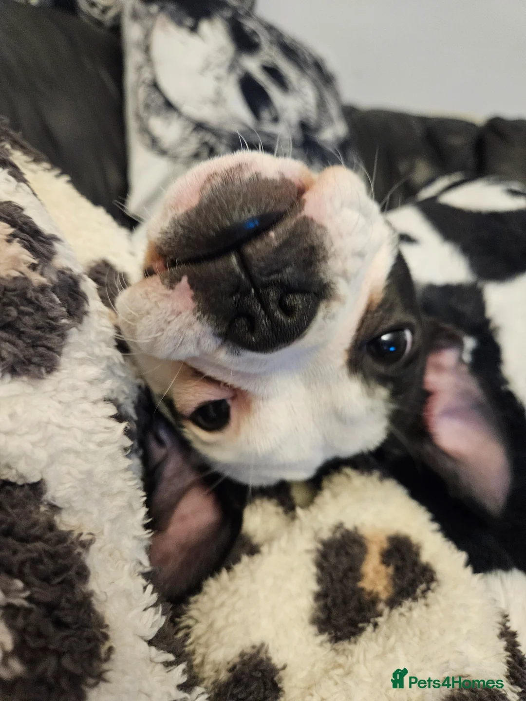 Olde English Bulldogge dogs for sale: Female olde tyme bulldog  - Advert 2