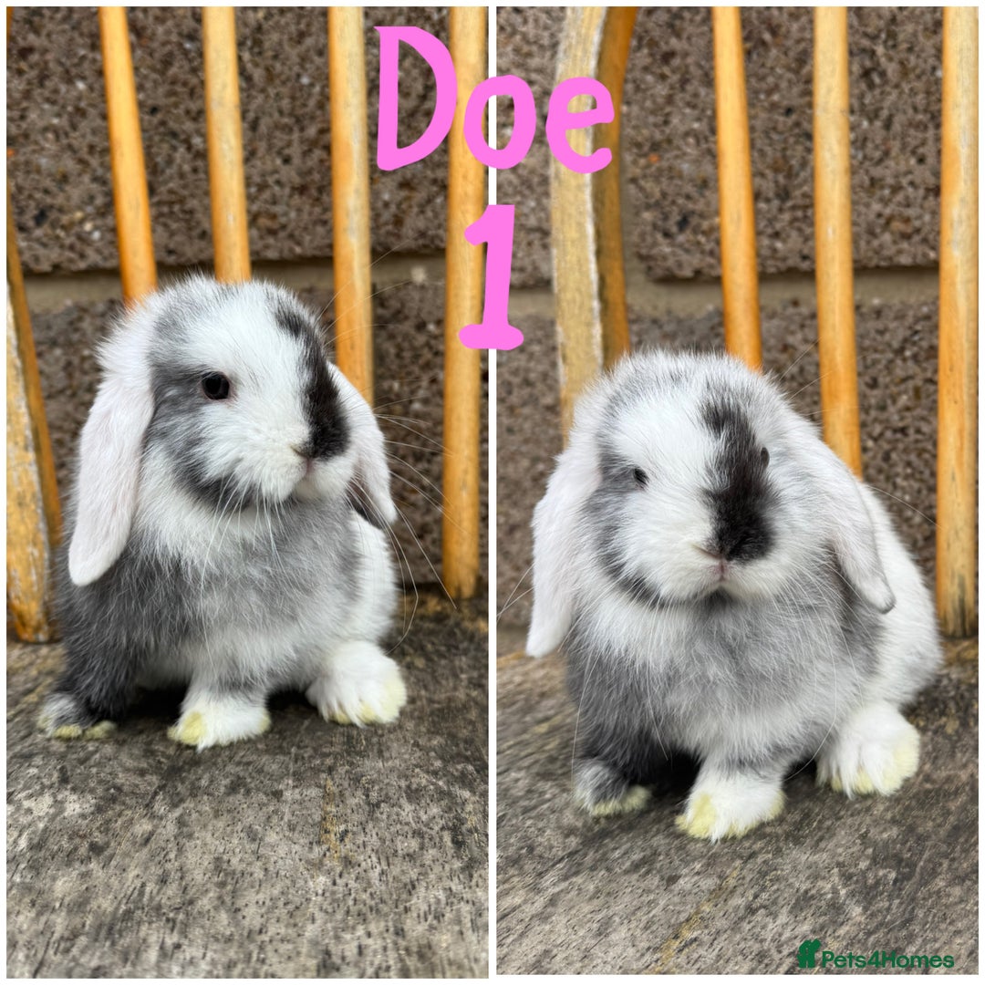 Mini Lop rabbits for sale: Pure breed mini lop male and female  - Image 1