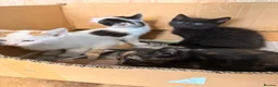 Mixed Breed cats for sale: Adorable kittens for sale in Liverpool - Advert 3