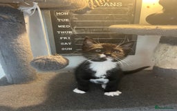 Mixed Breed cats for sale: 6 Stunning kittens ready now! 🤍 🐈 🤍 - Image 10