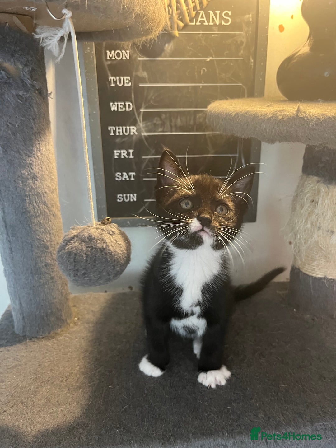 Mixed Breed cats for sale: 6 Stunning kittens ready now! 🤍 🐈 🤍 - Image 10