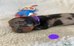 Miniature Dachshund dogs for sale: Miniature Dachshund Smooth Puppies KC Reg - Image 3