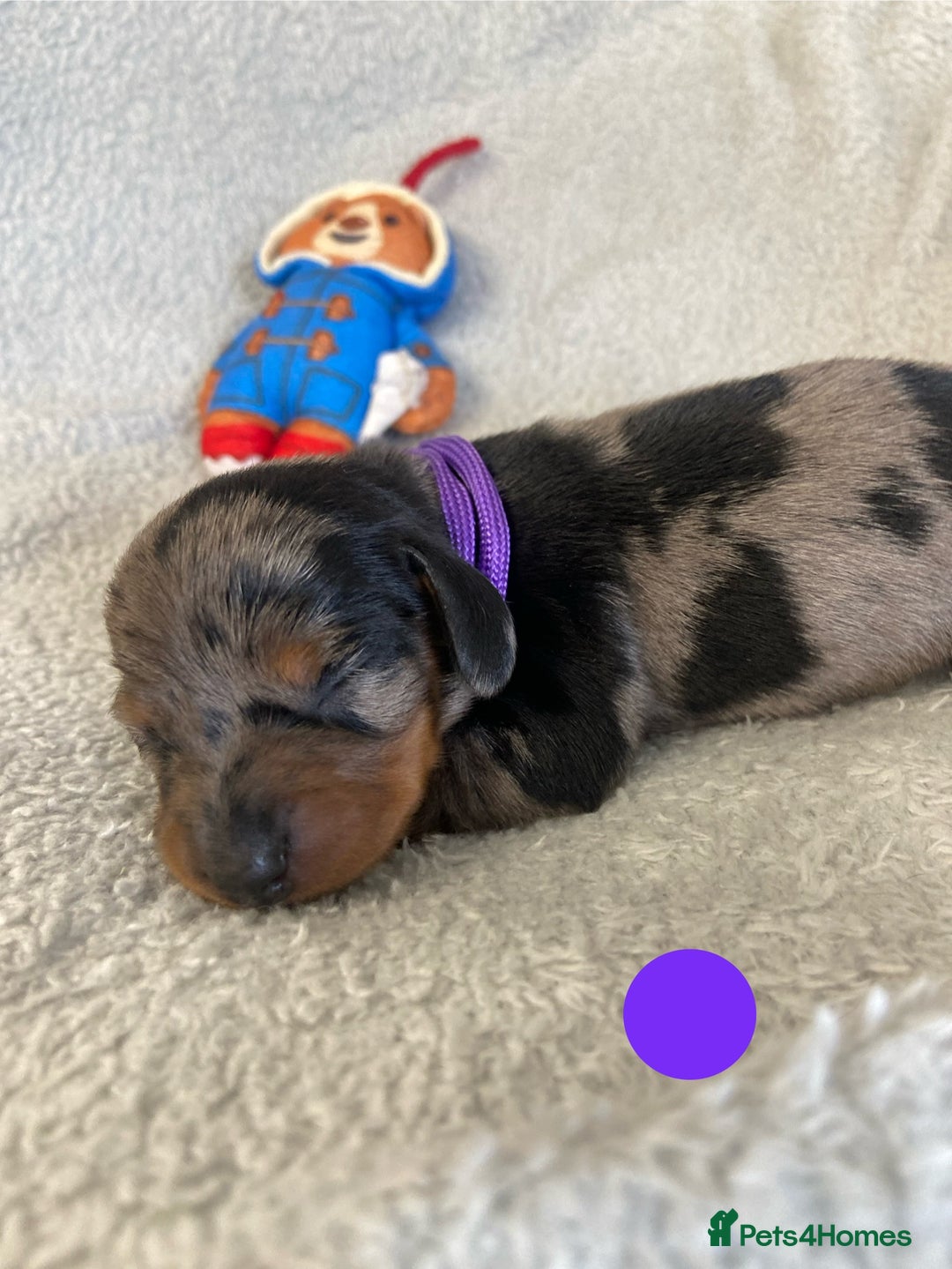 Miniature Dachshund dogs for sale: Miniature Dachshund Smooth Puppies KC Reg - Image 3