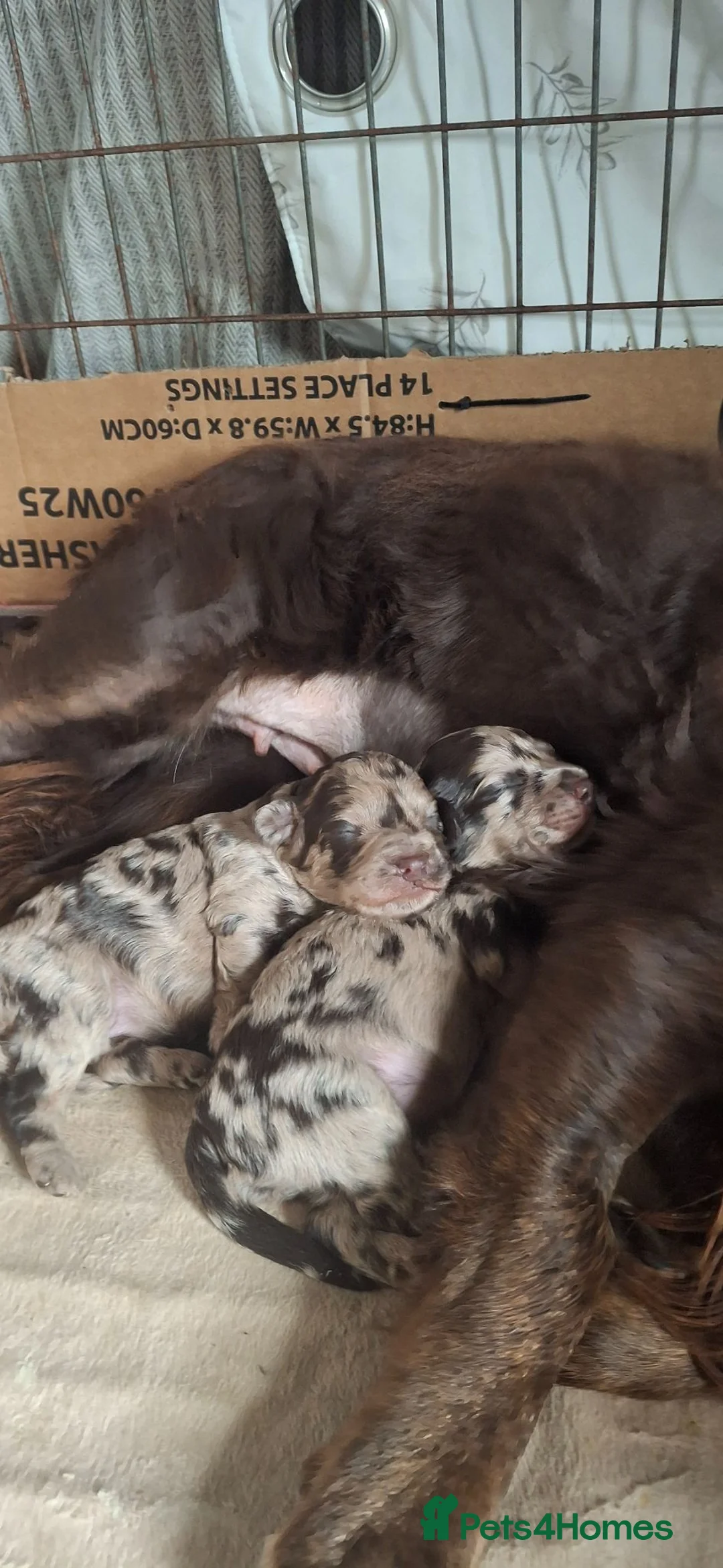 Cockapoo dogs for sale: Chocolate merle f1b cockerpoo  in Malvern - Advert 2