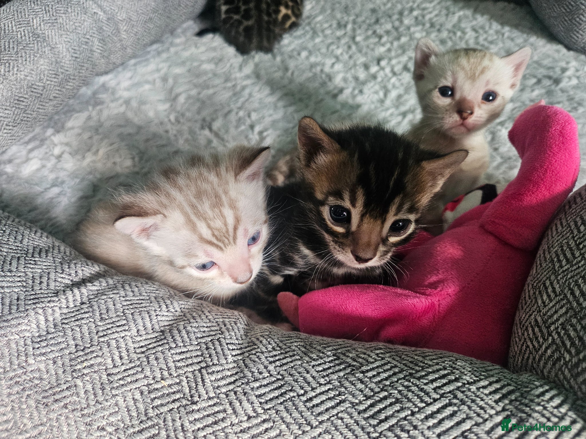 Bengal cats for sale: Stunning bengal kittens  - Advert 1