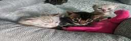 Bengal cats for sale: Stunning bengal kittens  - Advert 1