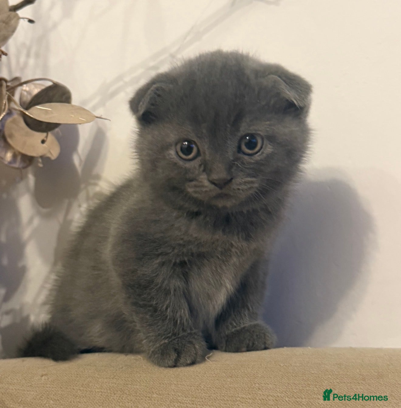 Scottish Fold cats for sale: 🐾  Adorable Scottish Fold Kittens  - Advert 8