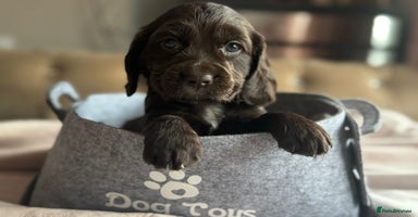 Cockapoo dogs - Advert 12