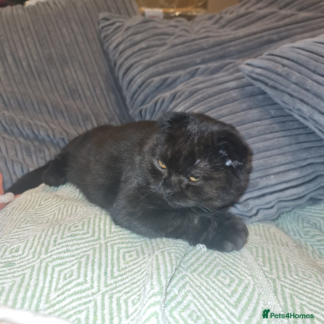 Scottish Fold cats for sale: Scottish Folds  4 Male 1 Female - Advert 6