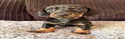 Dachshund dogs for sale: Beautiful Standard Dachshund Puppies  in Tadley - Advert 5