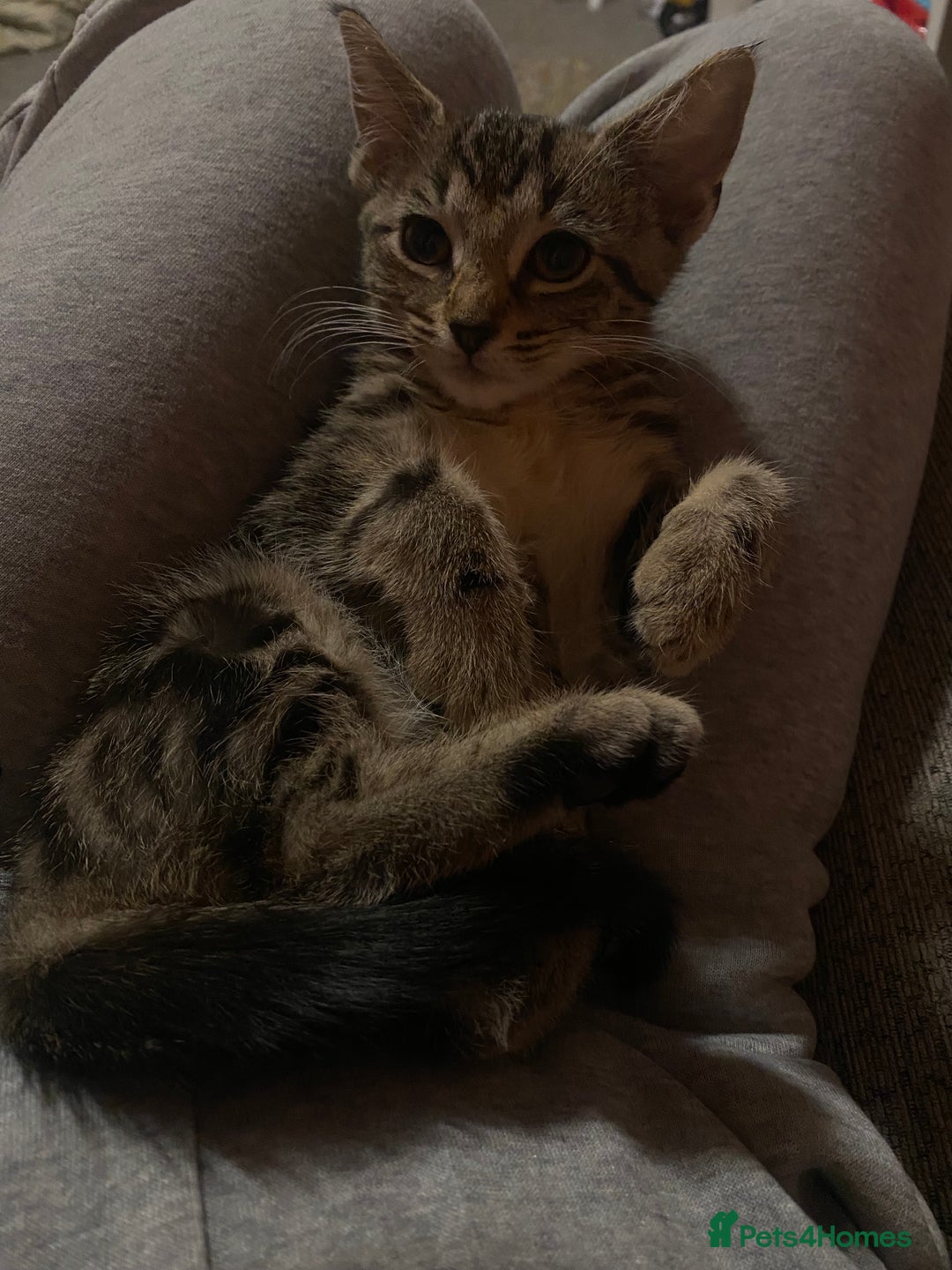 British Shorthair cats for sale: 3 beautiful babies looking for new homes - Advert 2