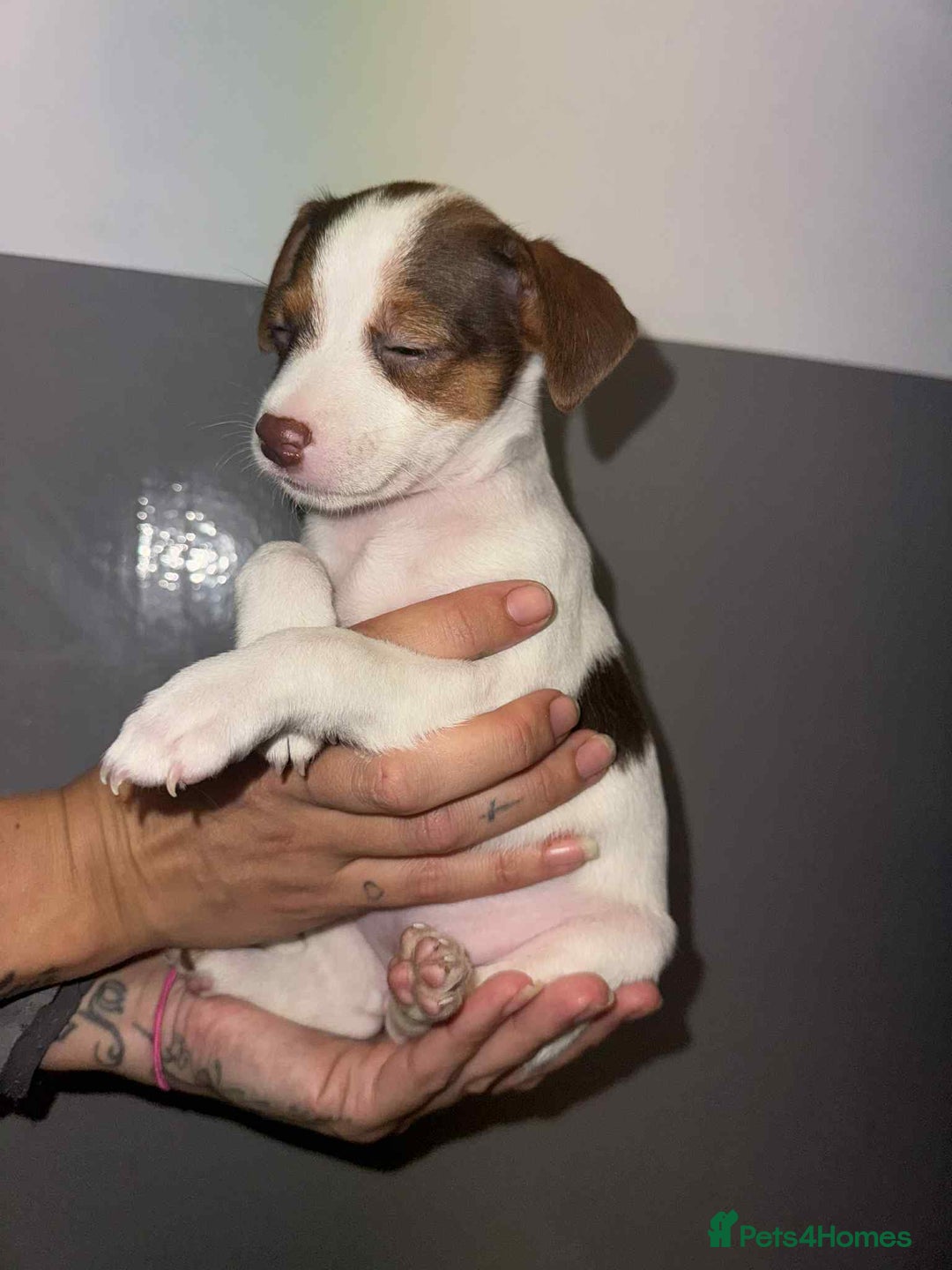 Patterjack dogs for sale: Patterjack/jackrussel - Image 23