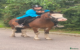 Welsh Section D horses for sale: Beautiful 14.2 mare  - Image 3