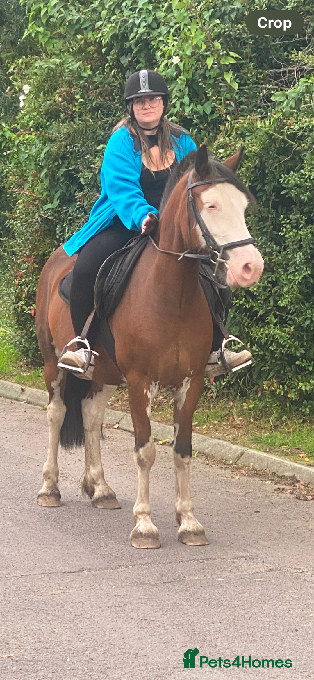 Welsh Section D horses for sale: Beautiful 14.2 mare  - Image 3