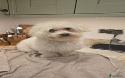 Bichon Frise dogs for stud: Mini Bichon Maltese mix - Image 4