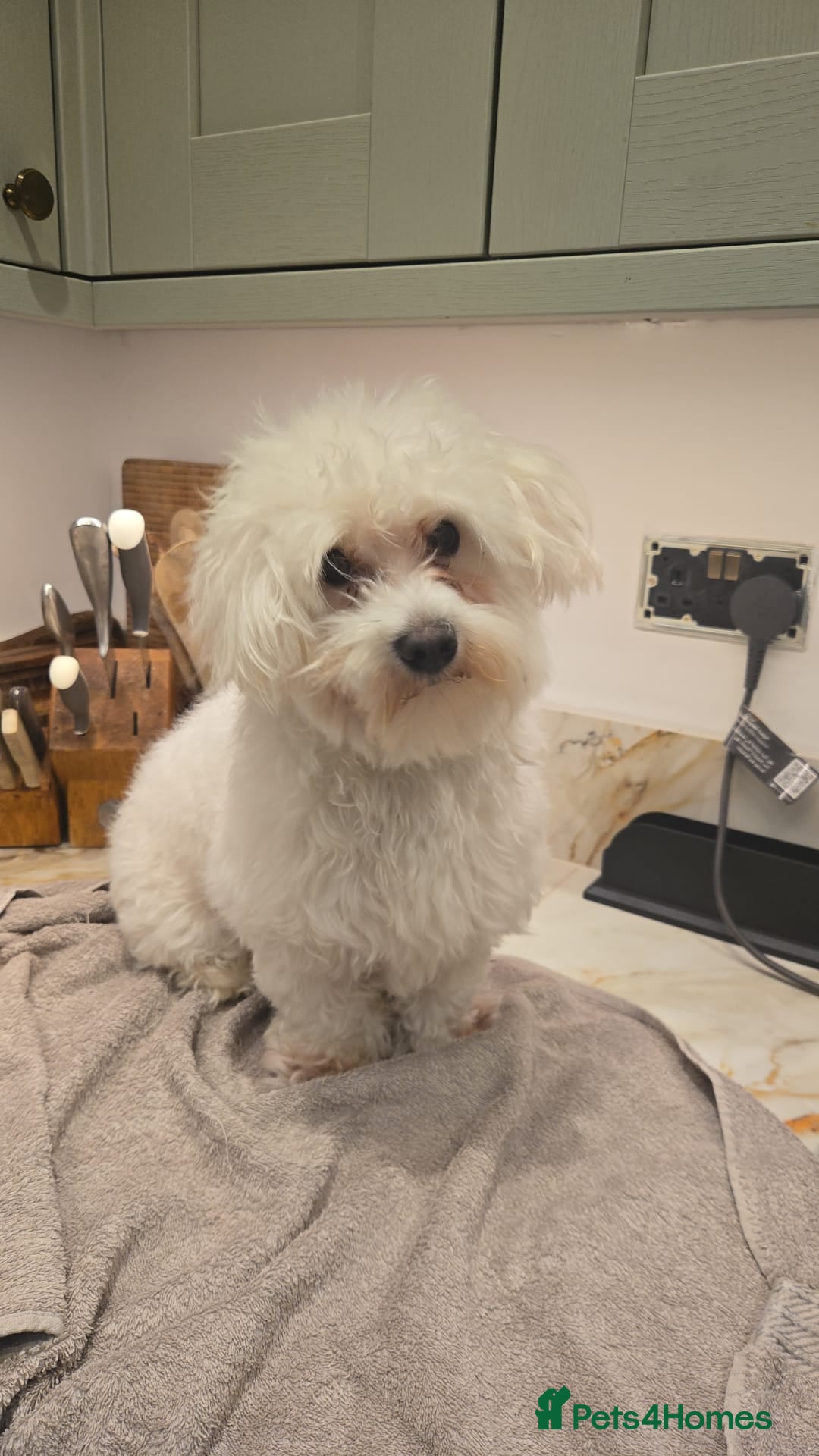 Bichon Frise dogs for stud: Mini Bichon Maltese mix - Image 4