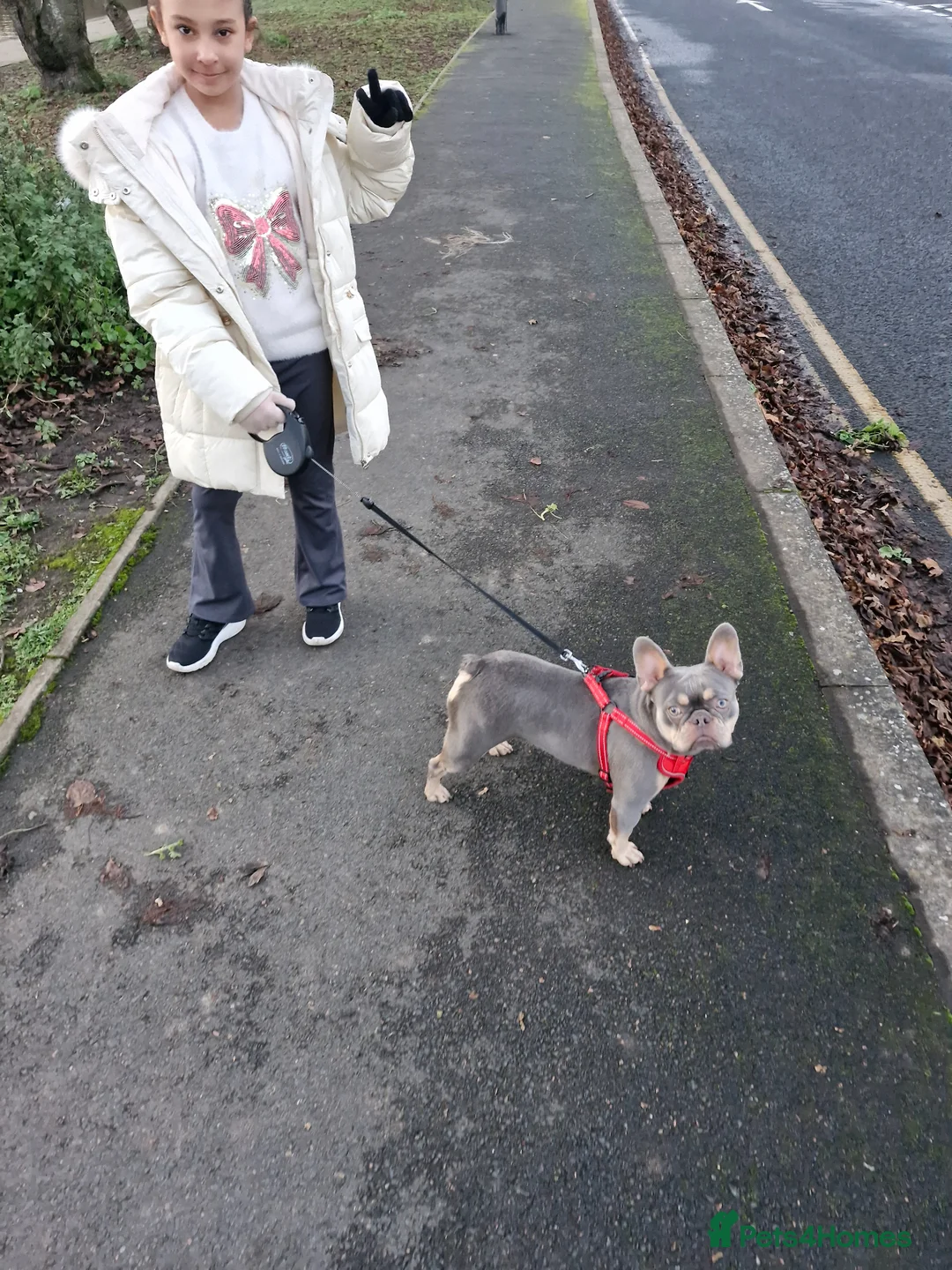 French Bulldog dogs for sale: French bulldog lilac and tan in Walsall - Advert 1