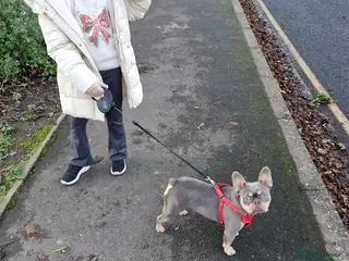 French Bulldog dogs French bulldog lilac and tan - Advert 1