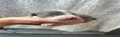 Puppy 8