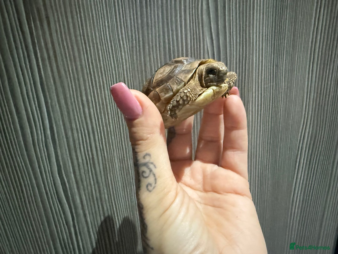 Tortoise reptiles for sale: Tortoise Girl  - Advert 1