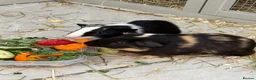 Guinea Pig rodents for sale: Two male  in Ashford - Advert 2