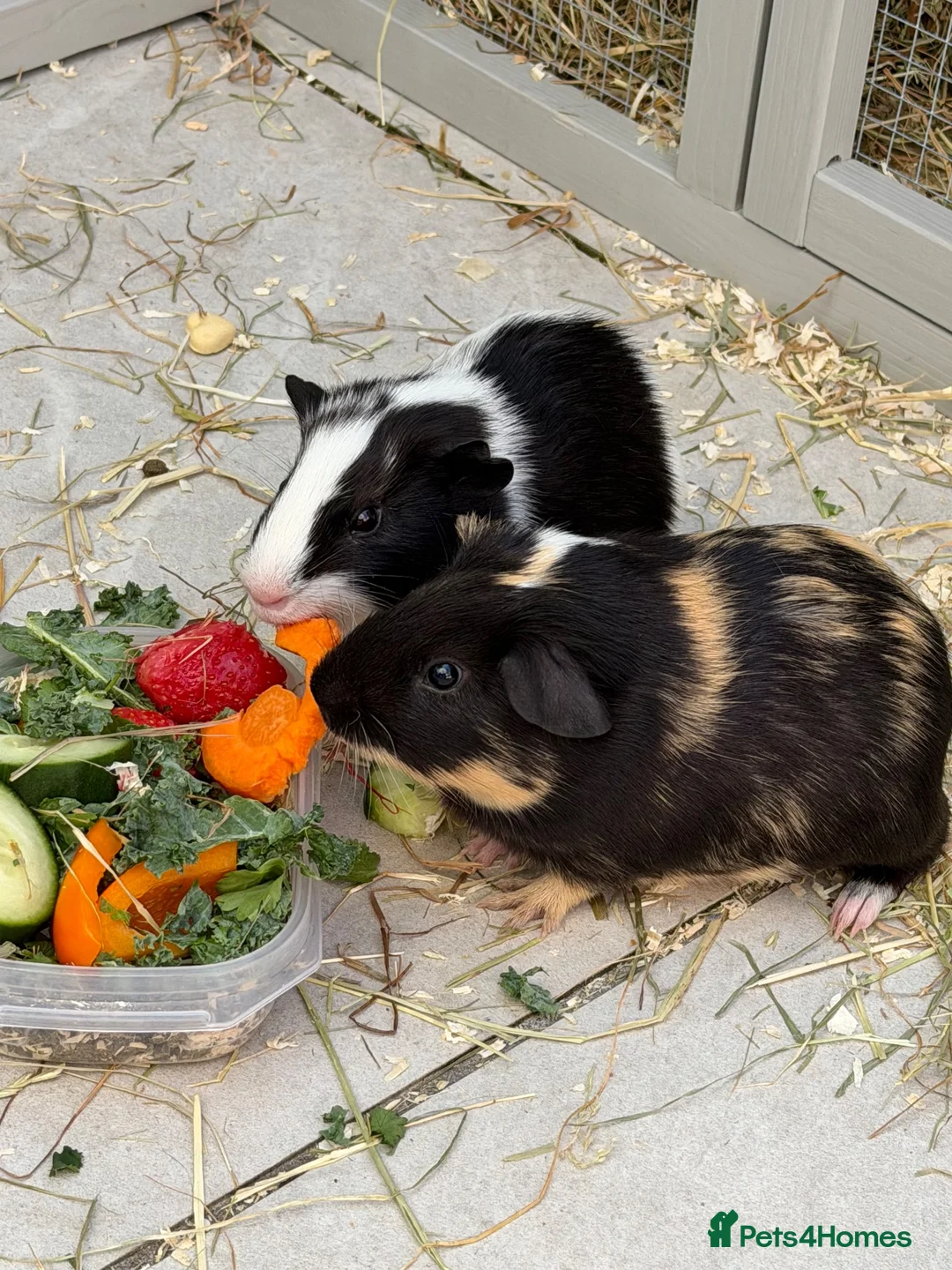 Guinea Pig rodents for sale: Two male  in Ashford - Advert 2