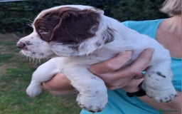 Cocker Spaniel dogs for sale: Working Cocker Spaniel Puppies  - Image 24