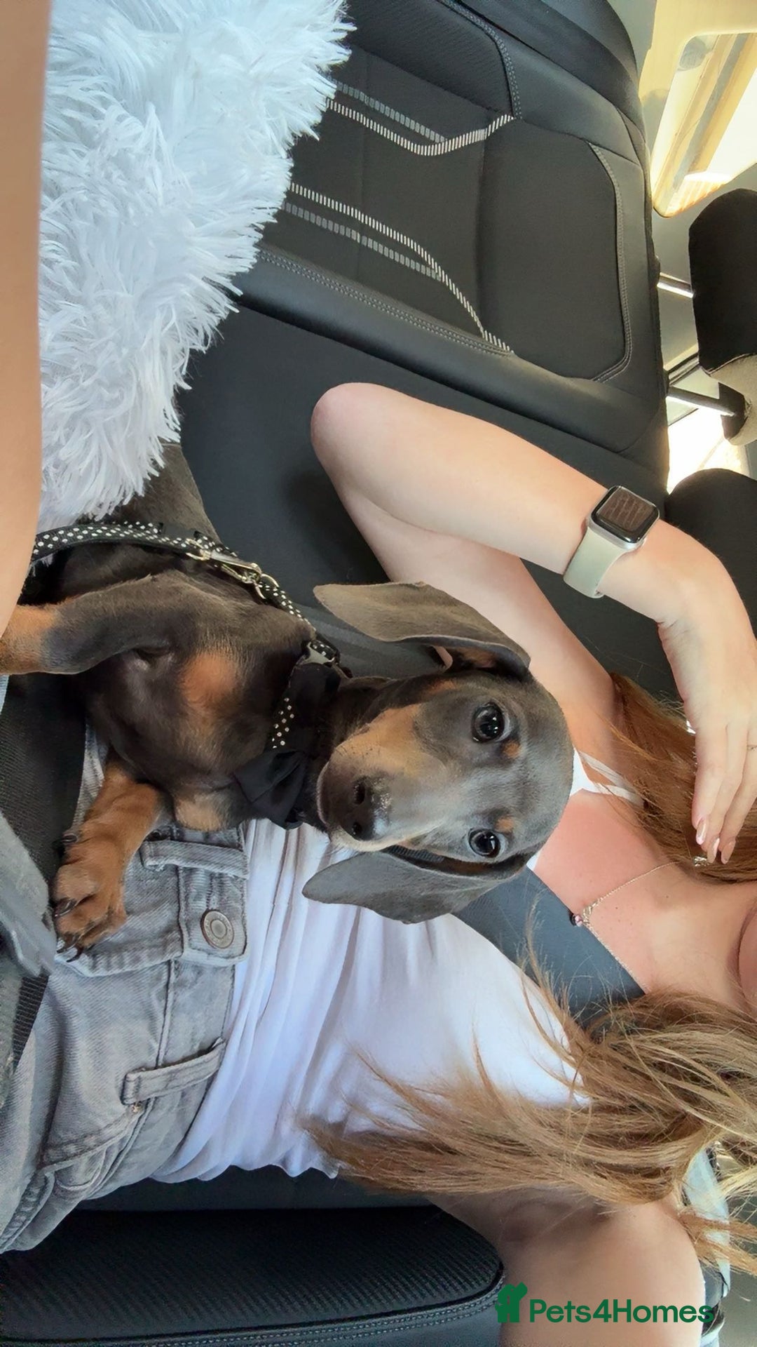 Miniature Dachshund dogs for sale: Our stunning girl needs to be rehomed  - Image 2