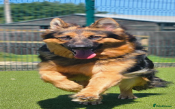 German Shepherd dogs for sale: Pure breed German Shepherd puppies  - Image 9