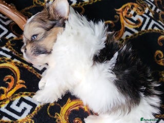 Shih Tzu dogs Beautiful ** tiny Shihtzu male - Advert 6