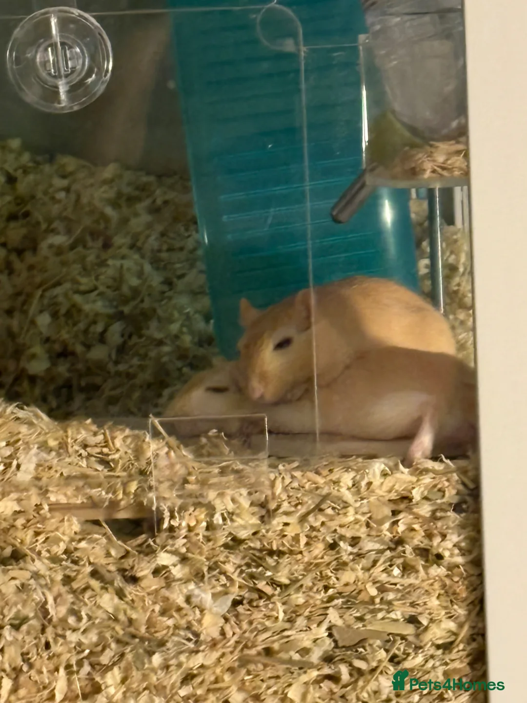 Gerbil rodents for sale: 3 gerbils  in Redditch - Advert 2