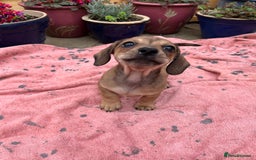 Chiweenie dogs for sale: Beautiful dachshund/ chihuahua puppies  - Image 1
