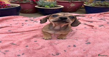 Chiweenie dogs - Advert 6