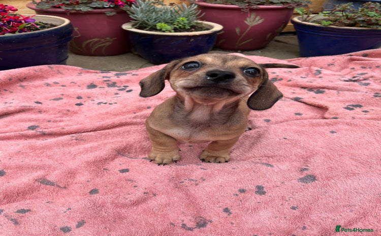 Chiweenie dogs - Advert 1