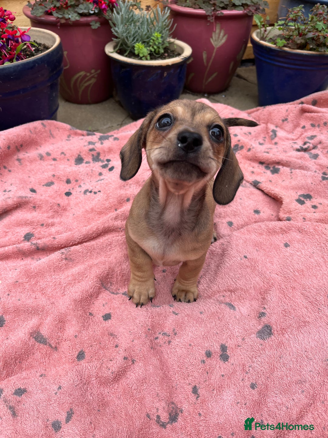 Chiweenie dogs for sale: Beautiful dachshund/ chihuahua puppies  - Image 1