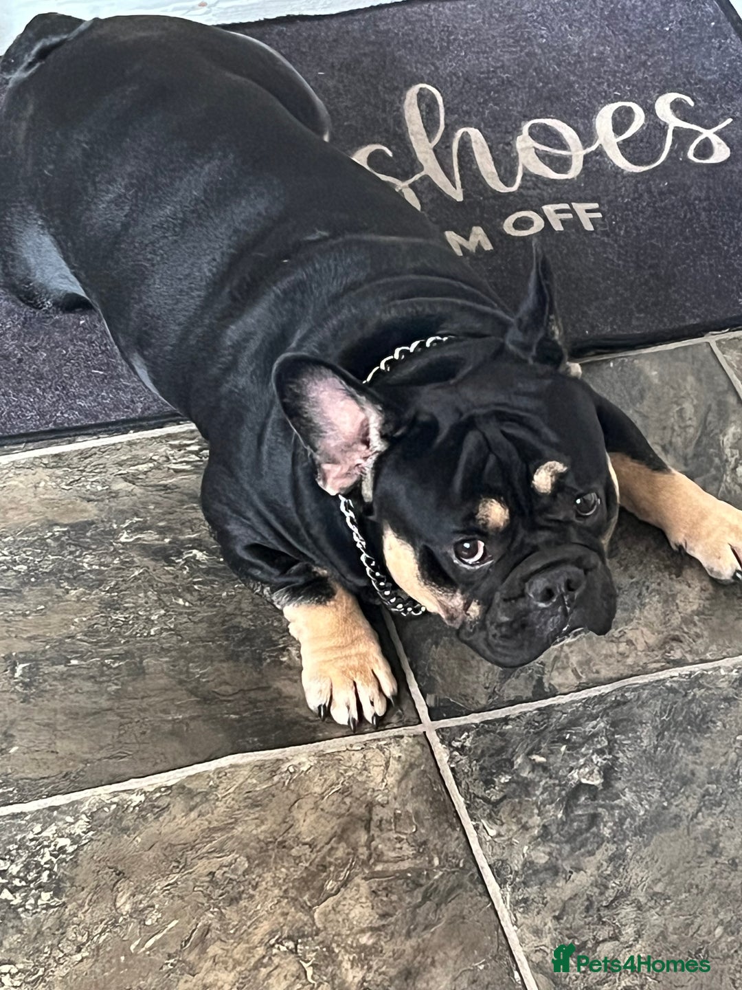 Mixed Breed dogs for sale: Stanley-French bulldog x English bulldog - Image 1