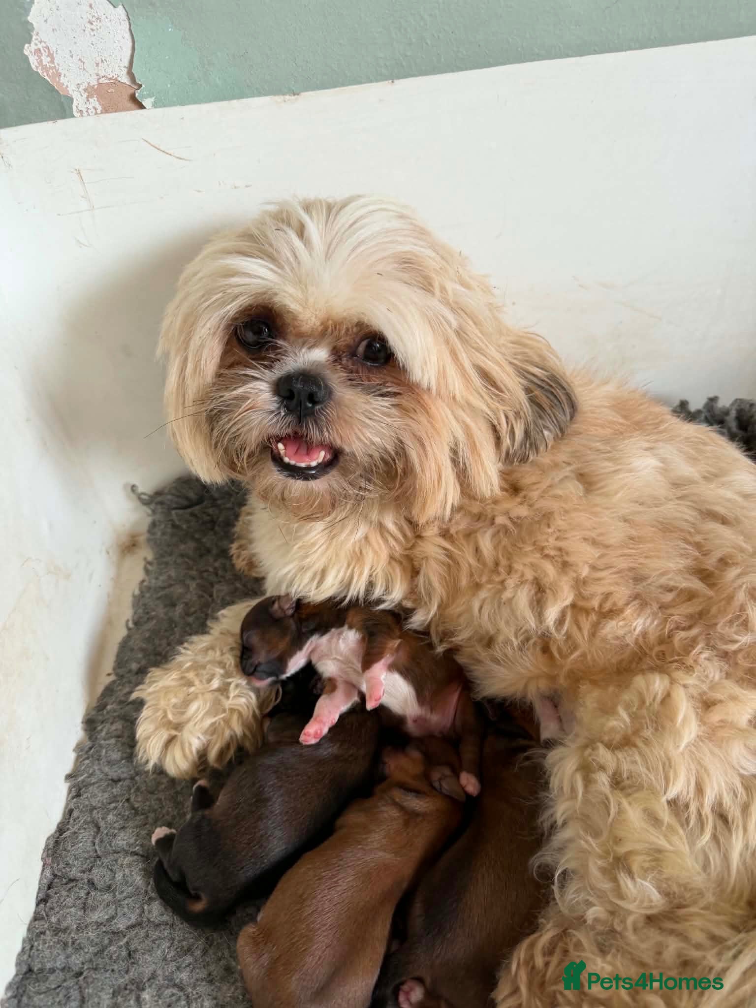 Shih Tzu dogs Beautiful Shih Tzu puppies  - Advert 1
