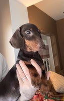 Miniature Dachshund dogs - Advert 15