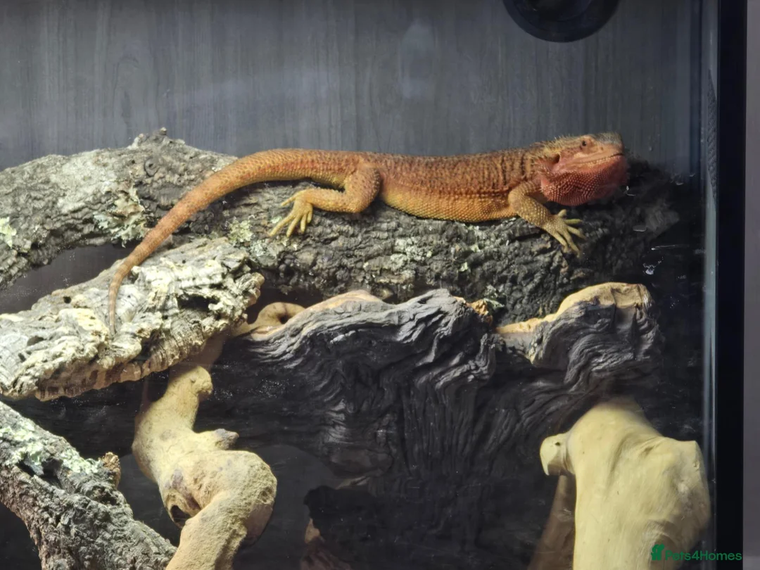 Bearded Dragon reptiles for sale: Bearded dragin in Leominster - Advert 2