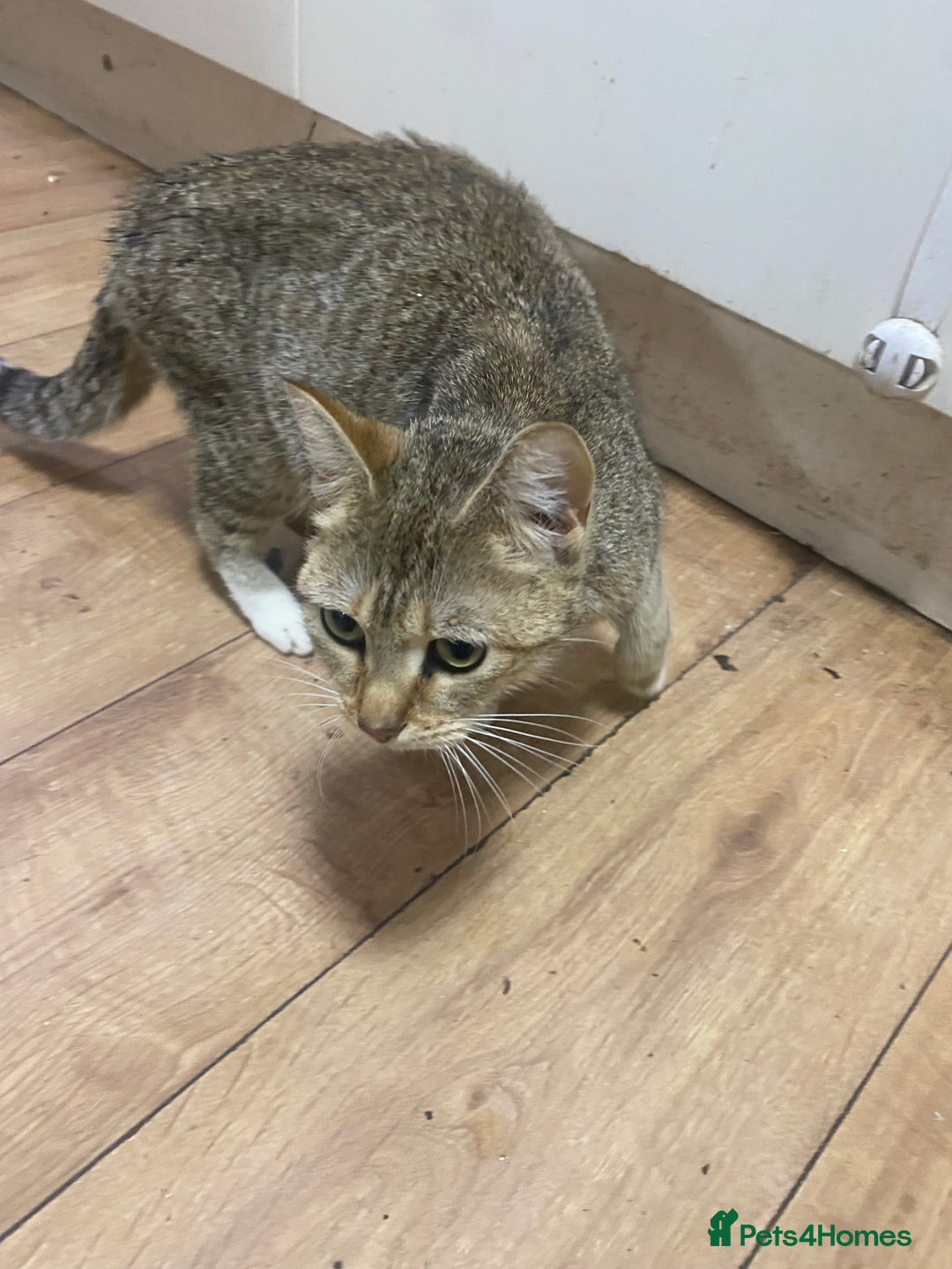 British Shorthair cats for sale: British Short Hair Kitten For Sale  - Advert 6