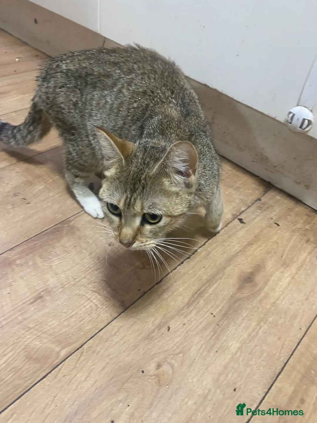 British Shorthair cats for sale: British Short Hair Kitten For Sale  - Advert 6